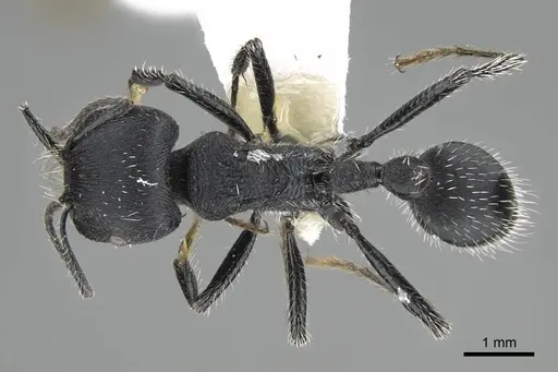 Pogonomyrmex carbonarius specimen CASENT0922100 image casent0922100_1