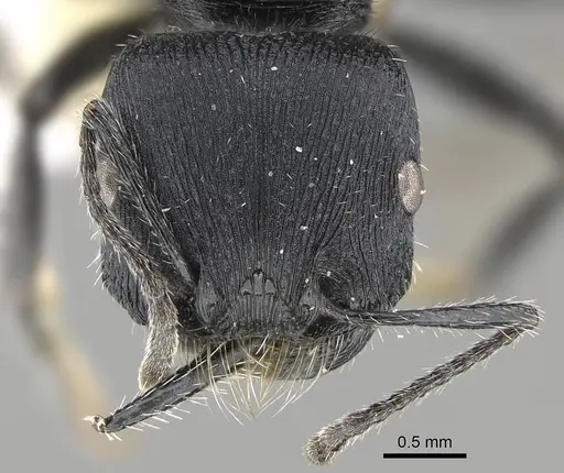 Pogonomyrmex carbonarius specimen CASENT0922100 image casent0922100_3