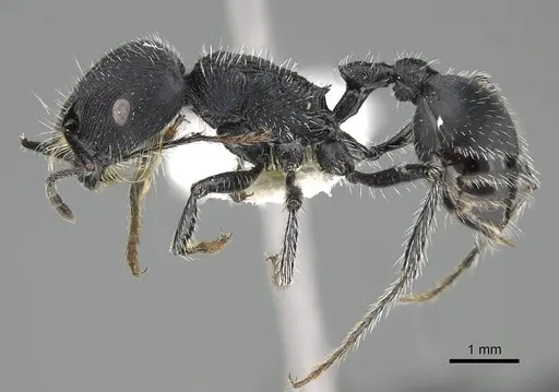 Pogonomyrmex carbonarius specimen CASENT0922100 image casent0922100_4
