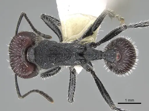 Pogonomyrmex carbonarius specimen CASENT0922101 image casent0922101_1