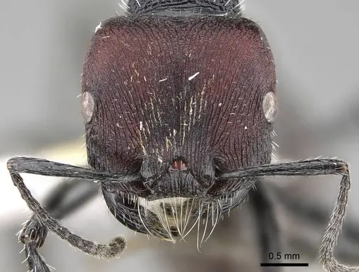 Pogonomyrmex carbonarius specimen CASENT0922101 image casent0922101_3