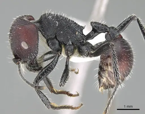 Pogonomyrmex carbonarius specimen CASENT0922101 image casent0922101_4
