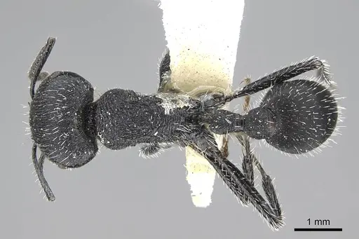 Pogonomyrmex carbonarius specimen CASENT0922102 image casent0922102_1