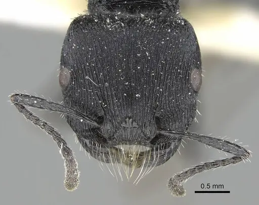 Pogonomyrmex carbonarius specimen CASENT0922102 image casent0922102_3