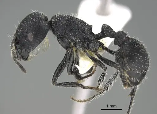 Pogonomyrmex carbonarius specimen CASENT0922102 image casent0922102_4