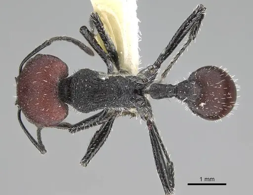 Pogonomyrmex carbonarius specimen CASENT0922103 image casent0922103_1