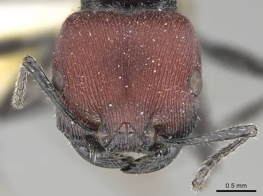 Pogonomyrmex carbonarius specimen CASENT0922103 image casent0922103_3
