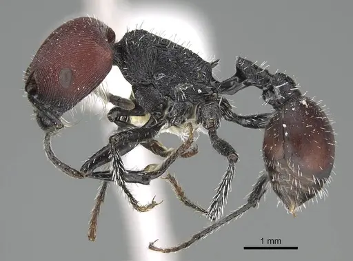 Pogonomyrmex carbonarius specimen CASENT0922103 image casent0922103_4