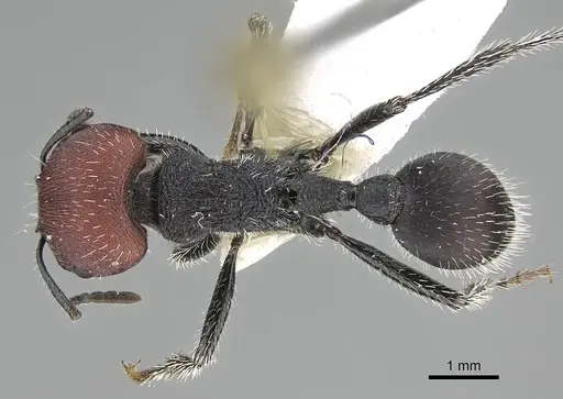 Pogonomyrmex carbonarius specimen CASENT0922157 image casent0922157_1