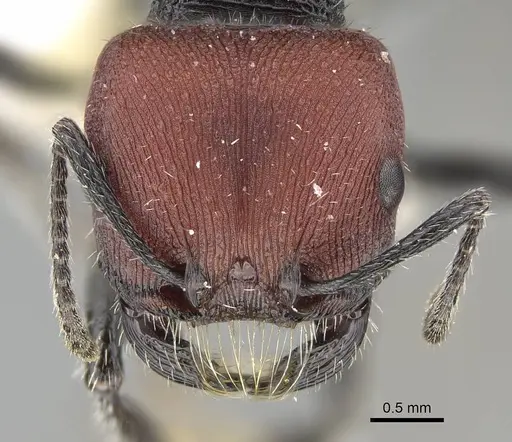 Pogonomyrmex carbonarius specimen CASENT0922157 image casent0922157_3