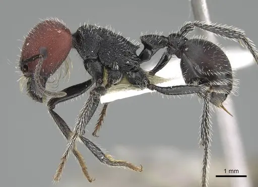 Pogonomyrmex carbonarius specimen CASENT0922157 image casent0922157_4