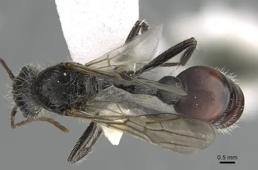 Pogonomyrmex carbonarius specimen CASENT0922158 image casent0922158_1