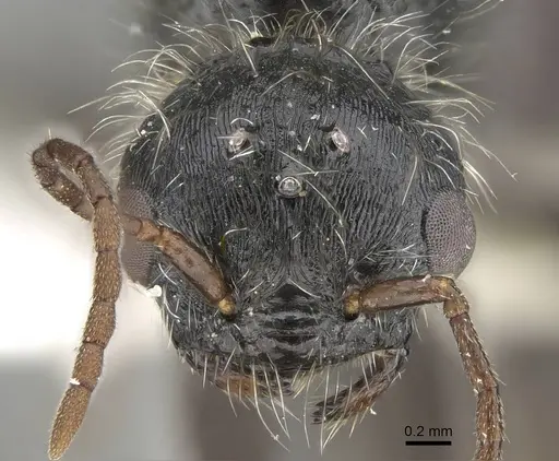 Pogonomyrmex carbonarius specimen CASENT0922158 image casent0922158_3