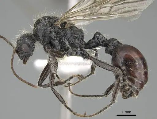 Pogonomyrmex carbonarius specimen CASENT0922158 image casent0922158_4