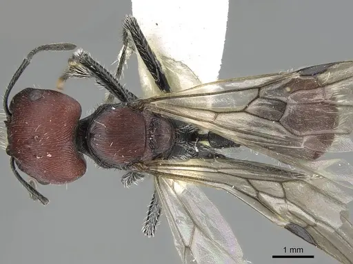 Pogonomyrmex carbonarius specimen CASENT0922159 image casent0922159_1