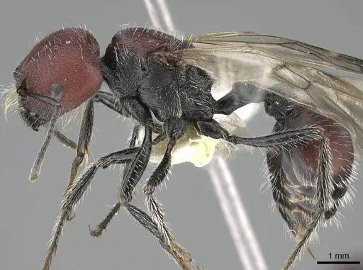 Pogonomyrmex carbonarius specimen CASENT0922159 image casent0922159_4