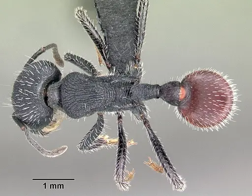 Pogonomyrmex catanlilensis specimen CASENT0102695 image casent0102695_1
