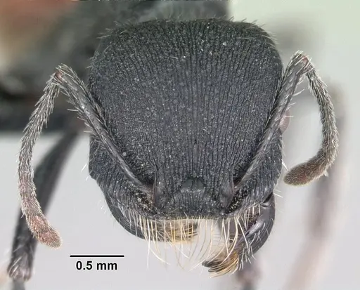 Pogonomyrmex catanlilensis specimen CASENT0102695 image casent0102695_2