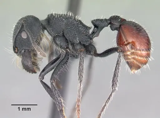 Pogonomyrmex catanlilensis specimen CASENT0102695 image casent0102695_3