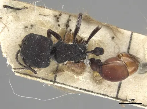 Pogonomyrmex catanlilensis specimen CASENT0235275 image casent0235275_1