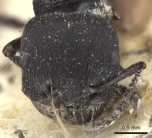 Pogonomyrmex catanlilensis specimen CASENT0235275 image casent0235275_2