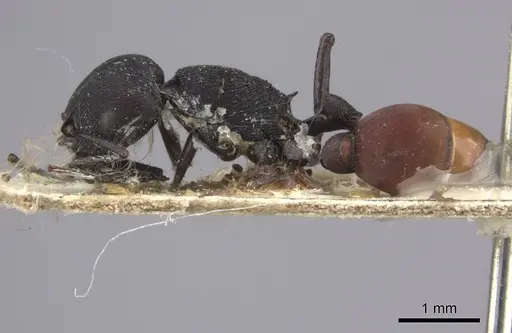 Pogonomyrmex catanlilensis specimen CASENT0235275 image casent0235275_3