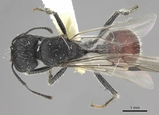 Pogonomyrmex catanlilensis specimen CASENT0235276 image casent0235276_1