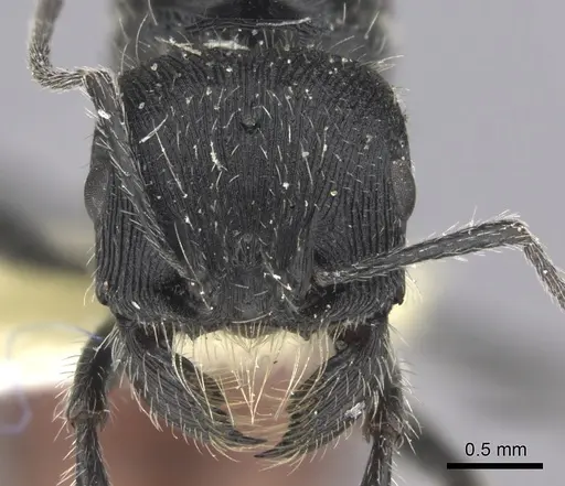 Pogonomyrmex catanlilensis specimen CASENT0235276 image casent0235276_2