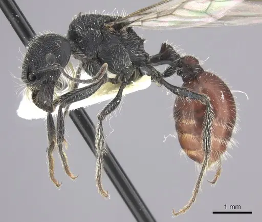 Pogonomyrmex catanlilensis specimen CASENT0235276 image casent0235276_3