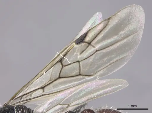 Pogonomyrmex catanlilensis specimen CASENT0235276 image casent0235276_4