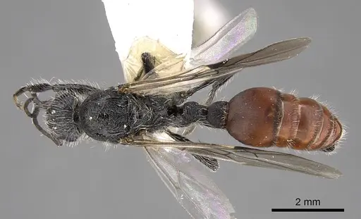 Pogonomyrmex catanlilensis specimen CASENT0914362 image casent0914362_1
