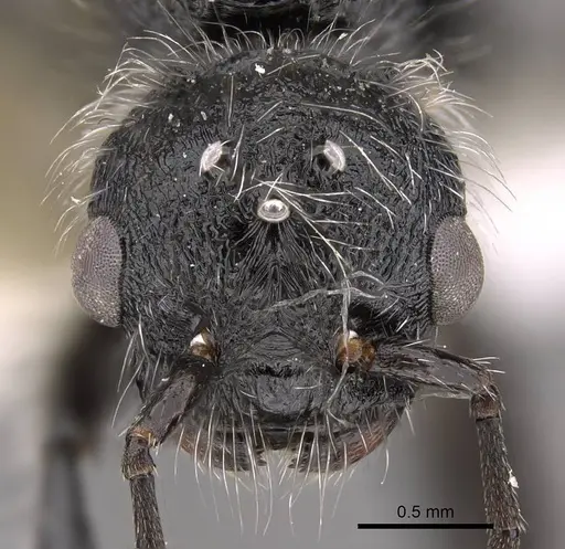 Pogonomyrmex catanlilensis specimen CASENT0914362 image casent0914362_2
