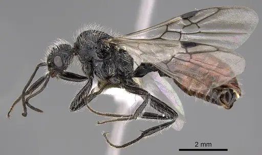 Pogonomyrmex catanlilensis specimen CASENT0914362 image casent0914362_3