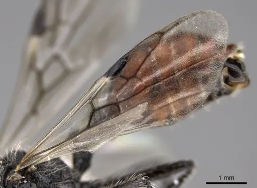 Pogonomyrmex catanlilensis specimen CASENT0914362 image casent0914362_4