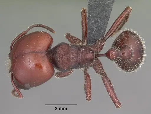Pogonomyrmex coarctatus specimen CASENT0103065 image casent0103065_1