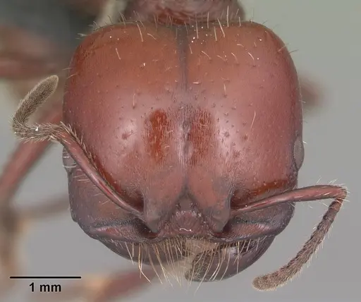Pogonomyrmex coarctatus specimen CASENT0103065 image casent0103065_2