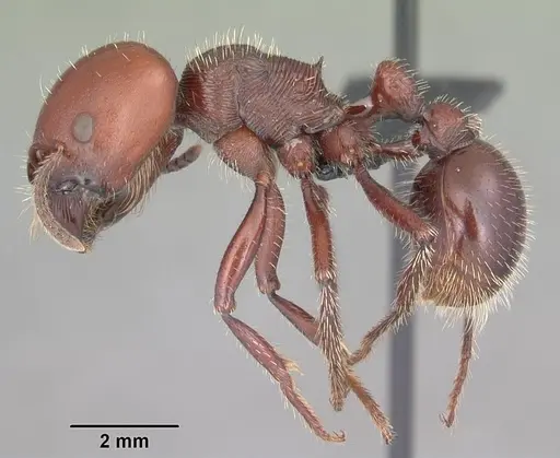 Pogonomyrmex coarctatus specimen CASENT0103065 image casent0103065_3