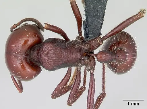 Pogonomyrmex coarctatus specimen CASENT0172632 image casent0172632_1
