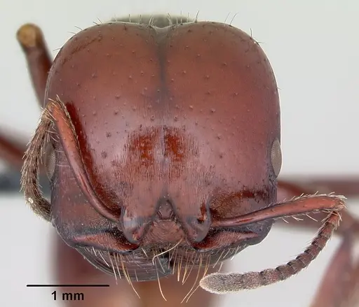 Pogonomyrmex coarctatus specimen CASENT0172632 image casent0172632_2