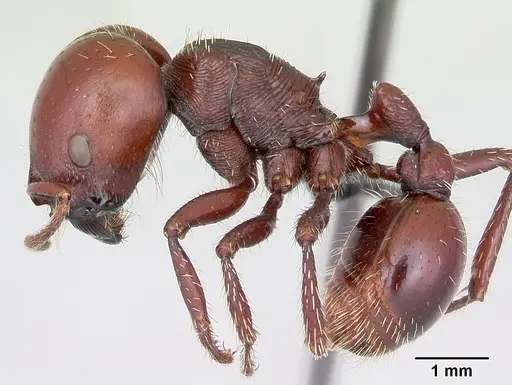 Pogonomyrmex coarctatus specimen CASENT0172632 image casent0172632_3