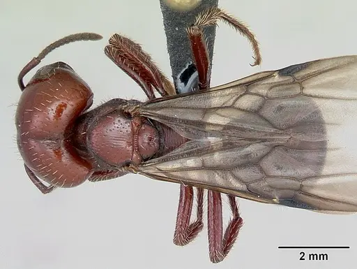 Pogonomyrmex coarctatus specimen CASENT0172633 image casent0172633_1