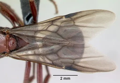 Pogonomyrmex coarctatus specimen CASENT0172633 image casent0172633_2