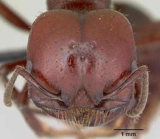 Pogonomyrmex coarctatus specimen CASENT0172633 image casent0172633_3