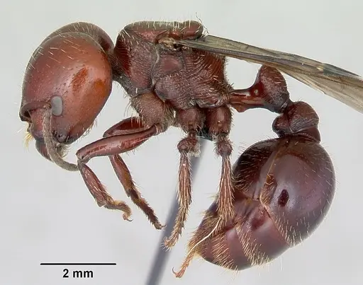 Pogonomyrmex coarctatus specimen CASENT0172633 image casent0172633_4