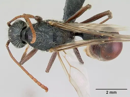 Pogonomyrmex coarctatus specimen CASENT0172634 image casent0172634_1