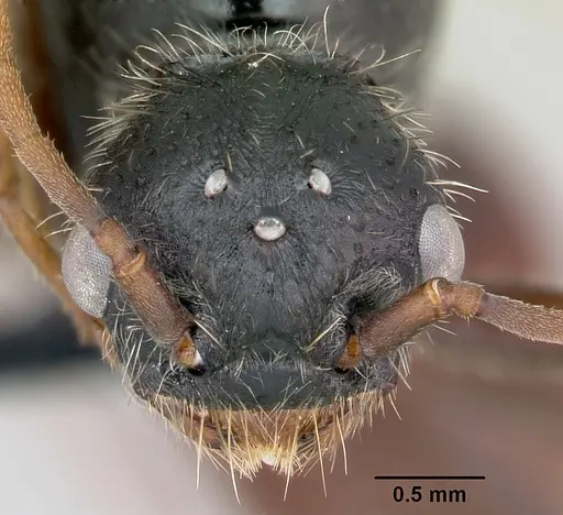 Pogonomyrmex coarctatus specimen CASENT0172634 image casent0172634_2
