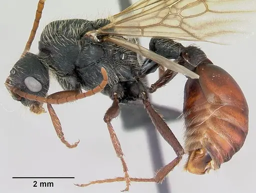 Pogonomyrmex coarctatus specimen CASENT0172634 image casent0172634_3