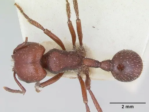 Pogonomyrmex coarctatus specimen CASENT0173344 image casent0173344_1