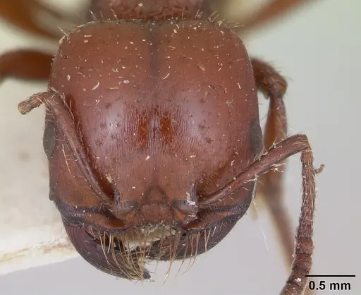 Pogonomyrmex coarctatus specimen CASENT0173344 image casent0173344_2