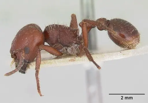 Pogonomyrmex coarctatus specimen CASENT0173344 image casent0173344_3
